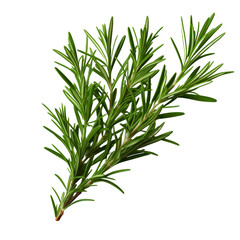 Fototapeta premium Lush rosemary stem with elegant needle-like green leaves, isolated for premium herbal visuals, ideal for wellness brands, natural remedies, and gourmet culinary content