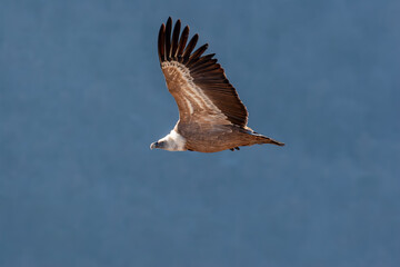 A majestic Eurasian Griffon Vulture (Gyps fulvus) soars gracefully against a clear blue sky. This large bird of prey is captured in flight, showcasing its impressive wingspan and distinctive plumage.