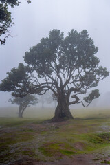 The fanal forest in the mist madeira Portugal 