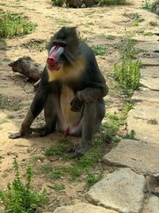 portrait of baboon