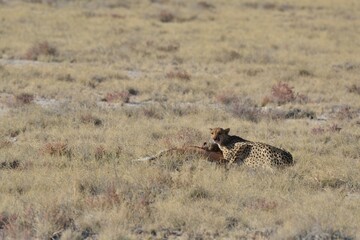 Cheetah in wild savannah , Animal of africa