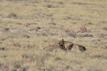 Cheetah in wild savannah , Animal of africa
