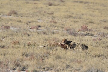 Cheetah in wild savannah , Animal of africa