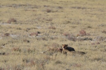 Cheetah in wild savannah , Animal of africa