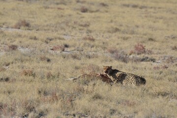 Cheetah in wild savannah , Animal of africa