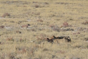 Cheetah in wild savannah , Animal of africa