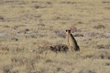 Cheetah in wild savannah , Animal of africa