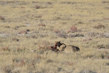 Cheetah in wild savannah , Animal of africa