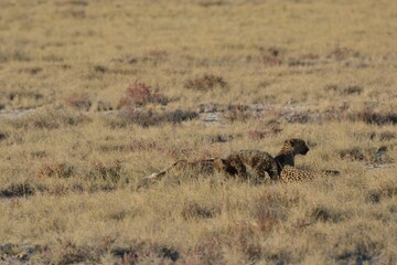 Cheetah in wild savannah , Animal of africa