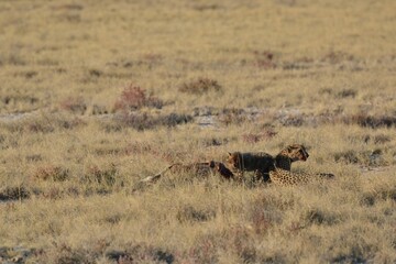 Cheetah in wild savannah , Animal of africa