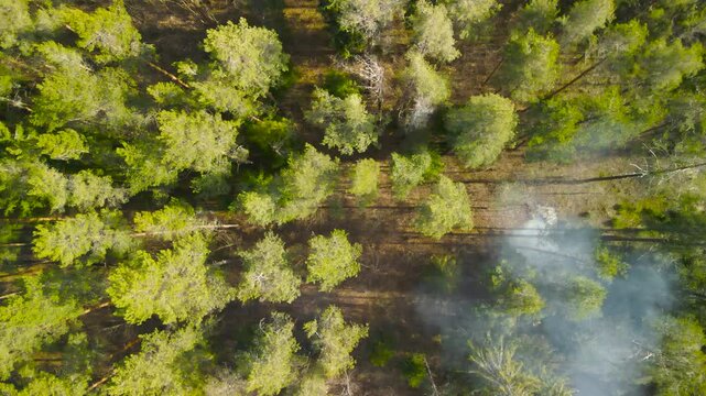 Top down aerial view of a thick lush and green pine forest where a small camfire or a bonfire is burning with smoke and flames during a windy day. Sun is coming out and the sunshine creates shadows.