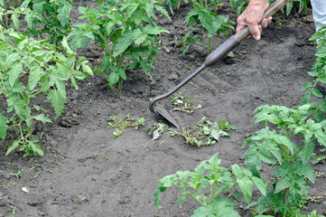 gardener pull up weeds with a hoe in the tomato plantation- seasonal work in the vegetable garden