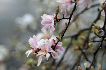 Flowers and trees in the snow on the streets of Varna (Bulgaria)
