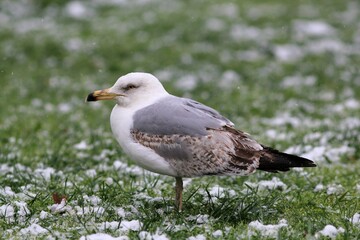Obraz premium Seagulls on the green grass in the park during a snowfall 