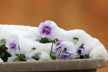 Flowers pansies are covered with snow
