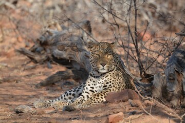 Leopard in wild savanna , Animal of africa