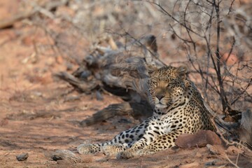 Leopard in wild savanna , Animal of africa