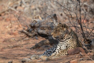 Leopard in wild savanna , Animal of africa