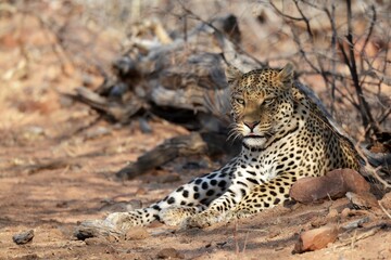 Leopard in wild savanna , Animal of africa