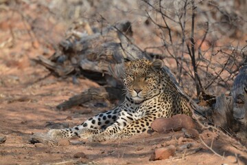 Leopard in wild savanna , Animal of africa
