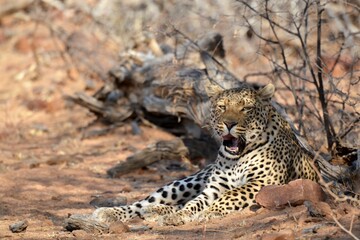 Leopard in wild savanna , Animal of africa