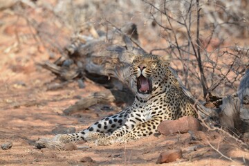 Leopard in wild savanna , Animal of africa