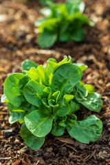 Edible, Lamb's lettuce, a green leafy vegetable for salad, growing in ground covered in wood chips