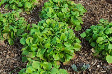 Purslane (Portulaca oleracea), or summer purslane, edible succulent used in salads or cooked like spinach.