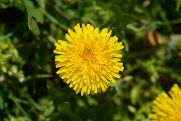 Common dandelion flower