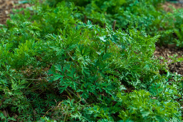 Ground populated with fresh green coriander ingredient for garnishing