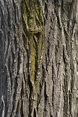Japanese pagoda tree