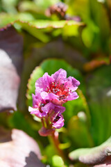 Elephants Ears Abendglut flowers