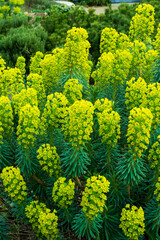 Mediterranean spurge, Euphorbia characias slender blue-green leaves with bright yellow flowers,...