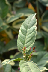 Variegated Lemon leaves