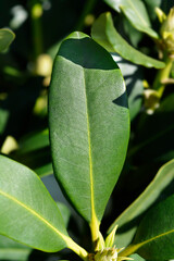 Rhododendron Walkure leaves