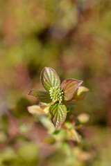 Dogwood Midwinter Fire branch with flower buds