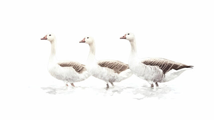 Fototapeta premium drawing of geese illustration