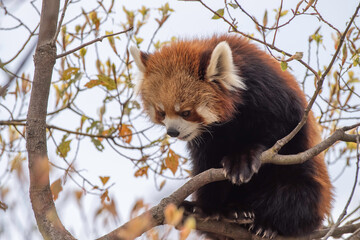 日本の神戸王子動物園のレッサーパンダ