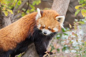 日本の神戸王子動物園のレッサーパンダ
