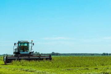 Naklejka premium A tractor based on a combine harvester harvests the grass on the field