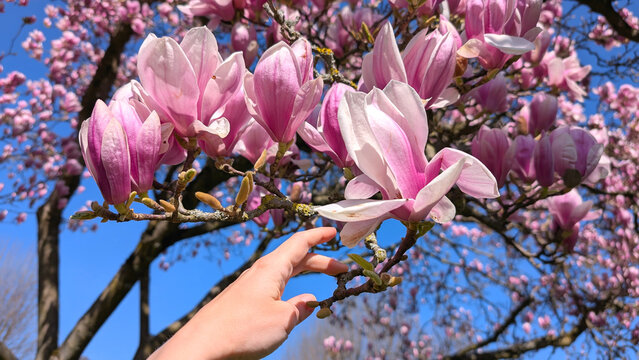 Hand touching Magnolia blossom brunch over a clear blue sky on springtime.