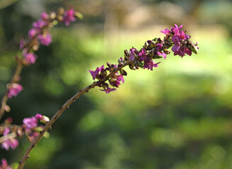 Daphne mezereum, commonly known as mezereum, mezereon, February daphne, spurge laurel or spurge olive  on April sunny day