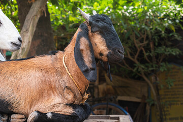 A domestic Nubian or Boer goat (Capra aegagrus hircus) with long, drooping ears and a black-brown coat, resting on a wooden platform, the green foliage background indicating a rural farm environment.