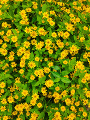 Fototapeta premium yellow flowers with bright green leaves
