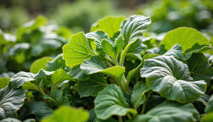Obraz premium Lush green leaves of vegetables growing in a vibrant garden 
