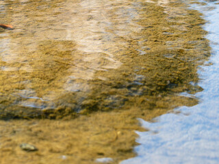 春の川　水の流れアップ98