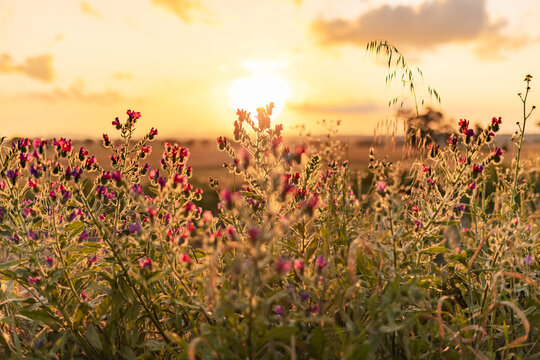 Patterson's Curse purple wildflowers glowing in golden afternoon sunlight