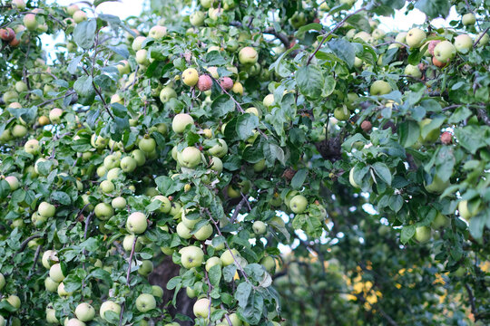 ush apple tree branches filled with clusters of green apples in various stages of ripening.