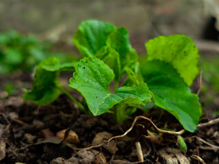 A Close-Up View of Fresh Green Plant in Natural Soil