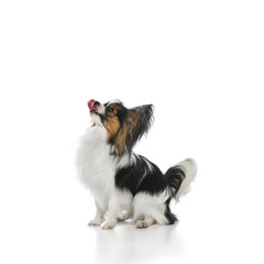Cute, fluffy Papillon dog with tri-color fur sitting attentively with its head tilted upwards and tongue slightly out isolated on white background. Concept of animals, pet care, wellness, vet care